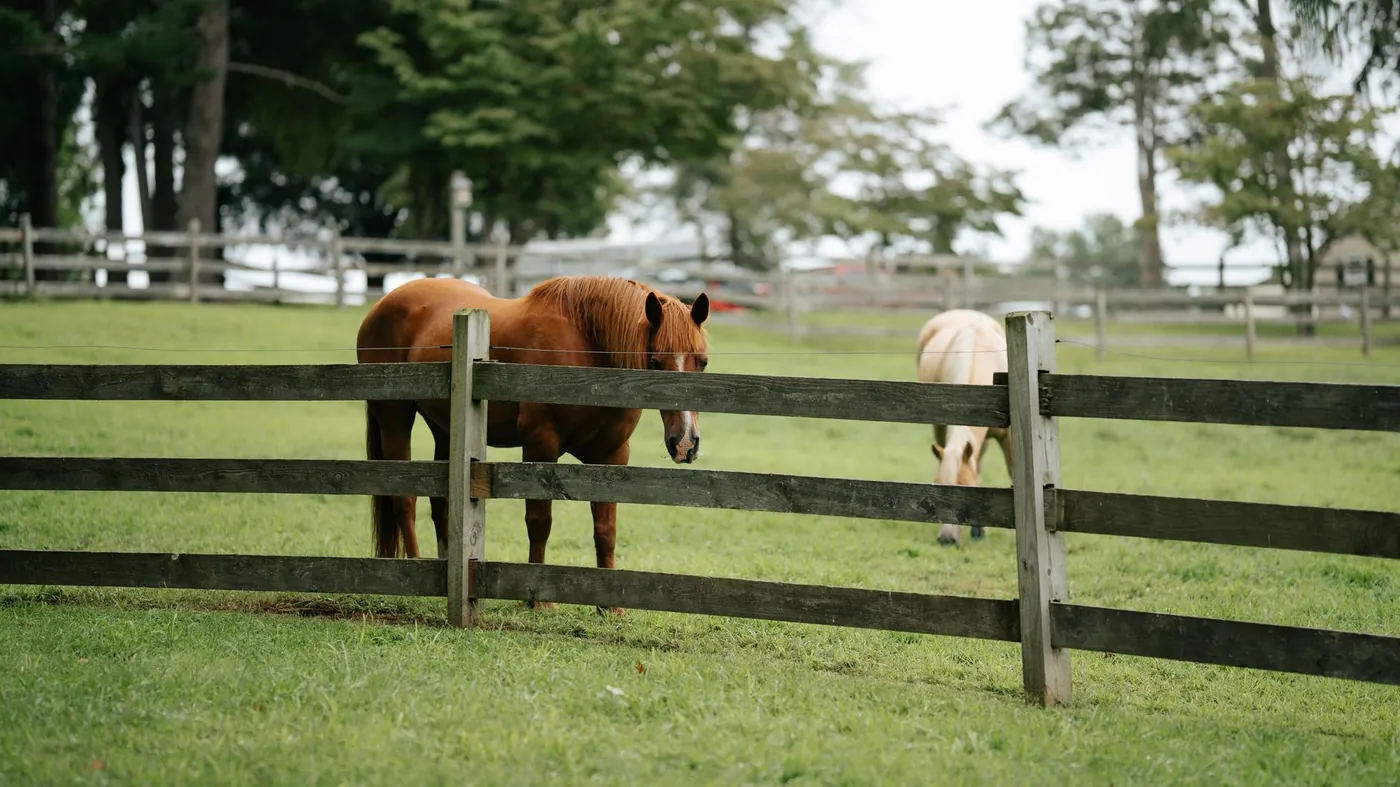 Two horses standing at a weathered plank fence on green pasture, with mature trees and farm buildings behind