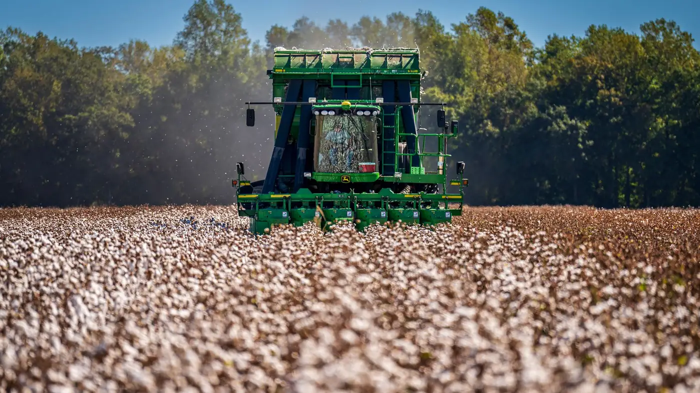 A cotton picker working across a wide field of open bolls under a clear sky